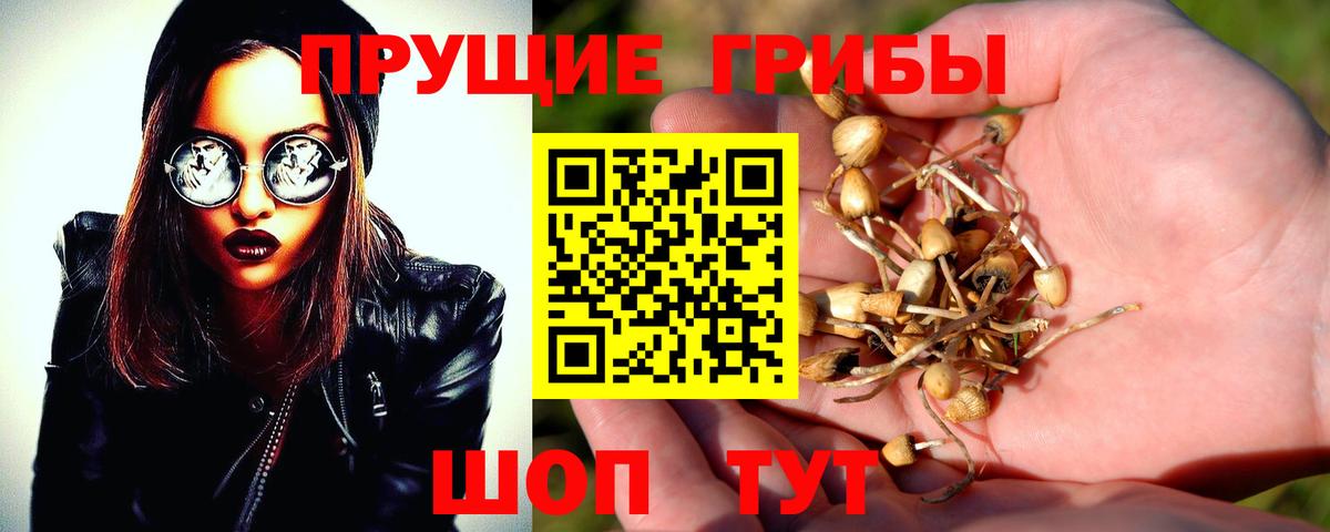 Псилоцибиновые грибы Psilocybe Отрадное